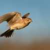 Skrivan polni - Alauda arvensis - Sky Lark 0766